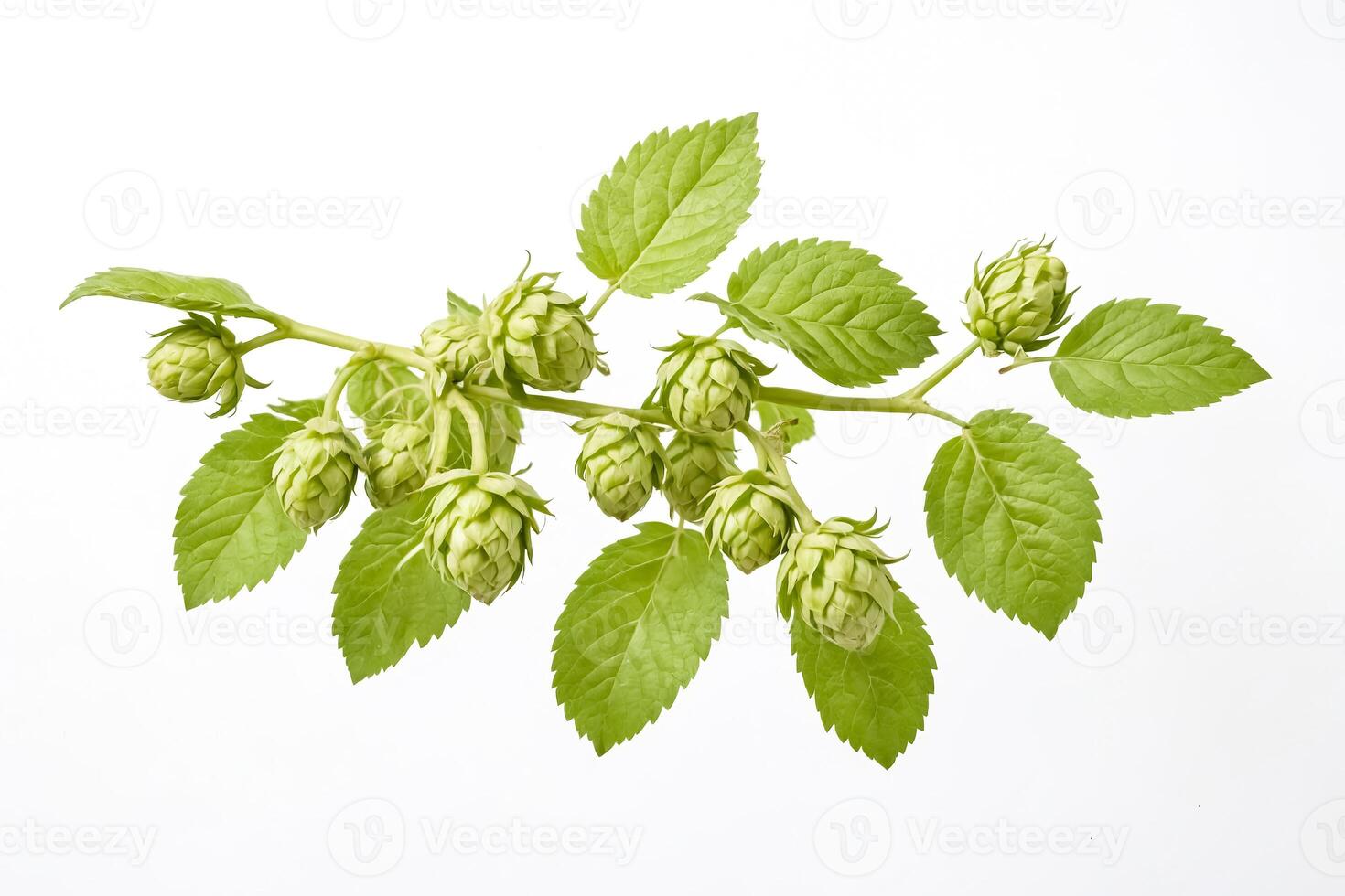 Fresh Green Hop Cones with Leaves on White Background photo