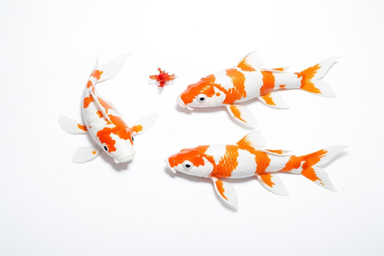 Three Koi Fish on White Background photo