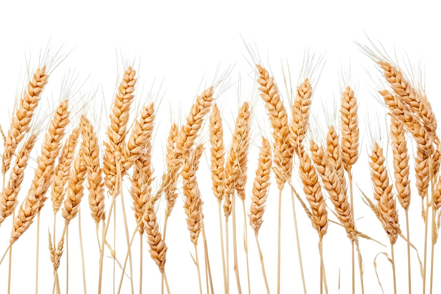 Golden Wheat Spikes Isolated On White Background photo