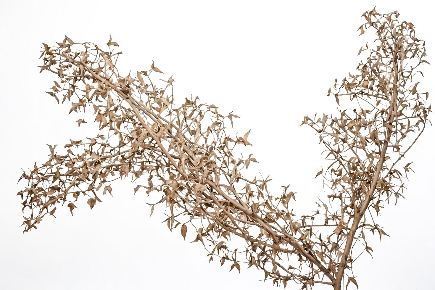 Dry Branches with Dried Leaves on White Background photo