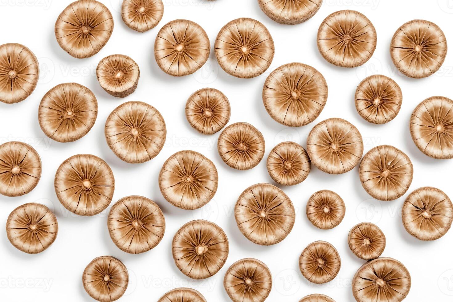 Brown Mushrooms Pattern on White Background photo