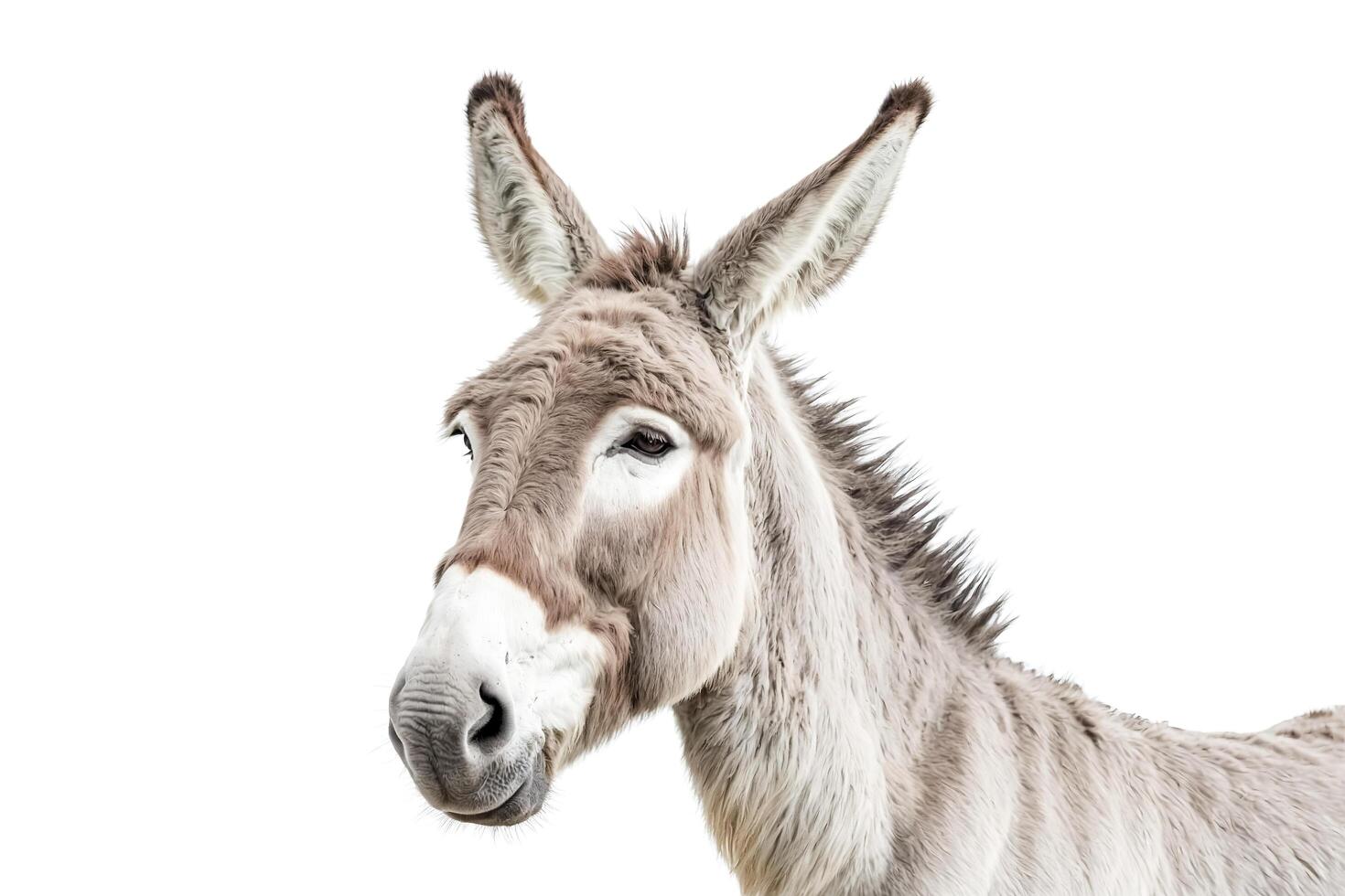 Close-up portrait of a donkey with soft fur and big ears photo