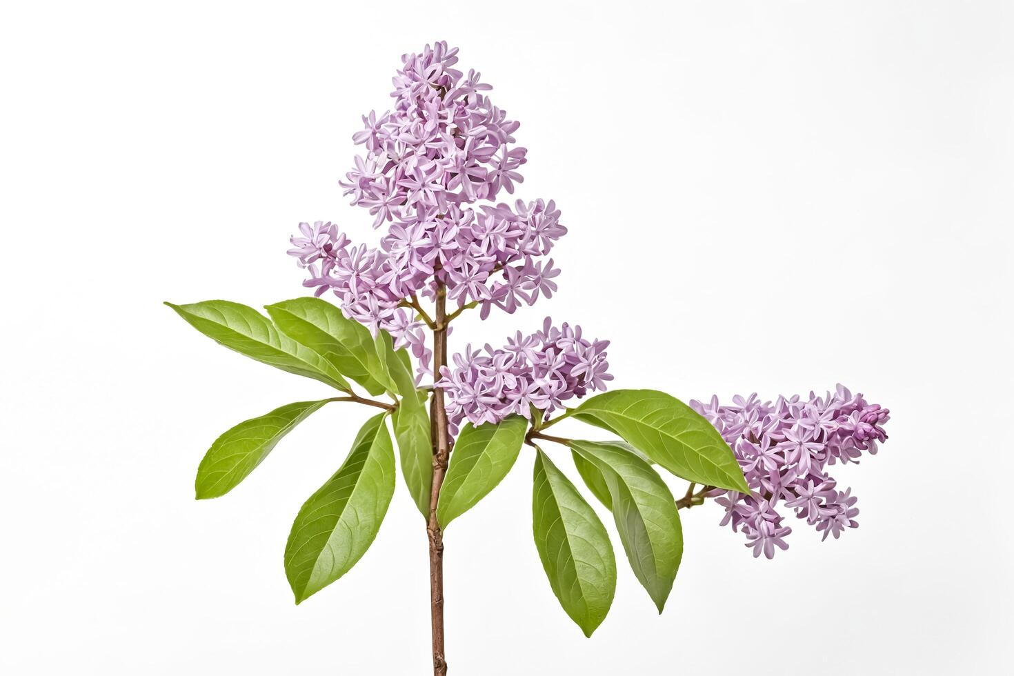 Lilac Branch with White Background photo