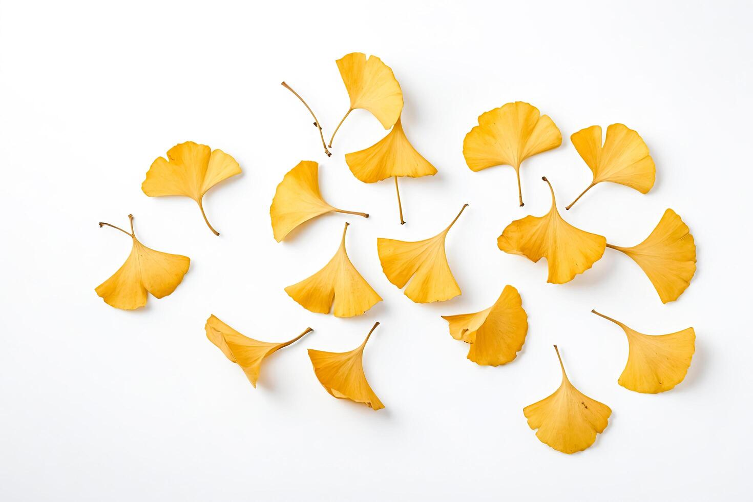 Yellow Ginkgo Leaves on White Background photo