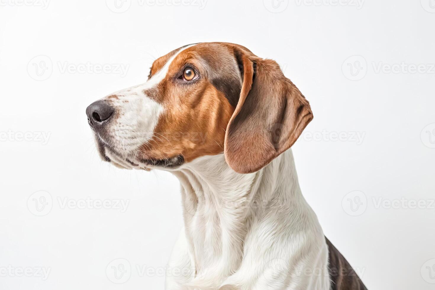 Portrait of a Beagle Dog with Brown and White Fur photo