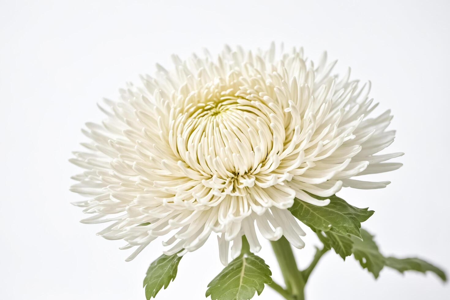 White Chrysanthemum Flower Close-Up photo