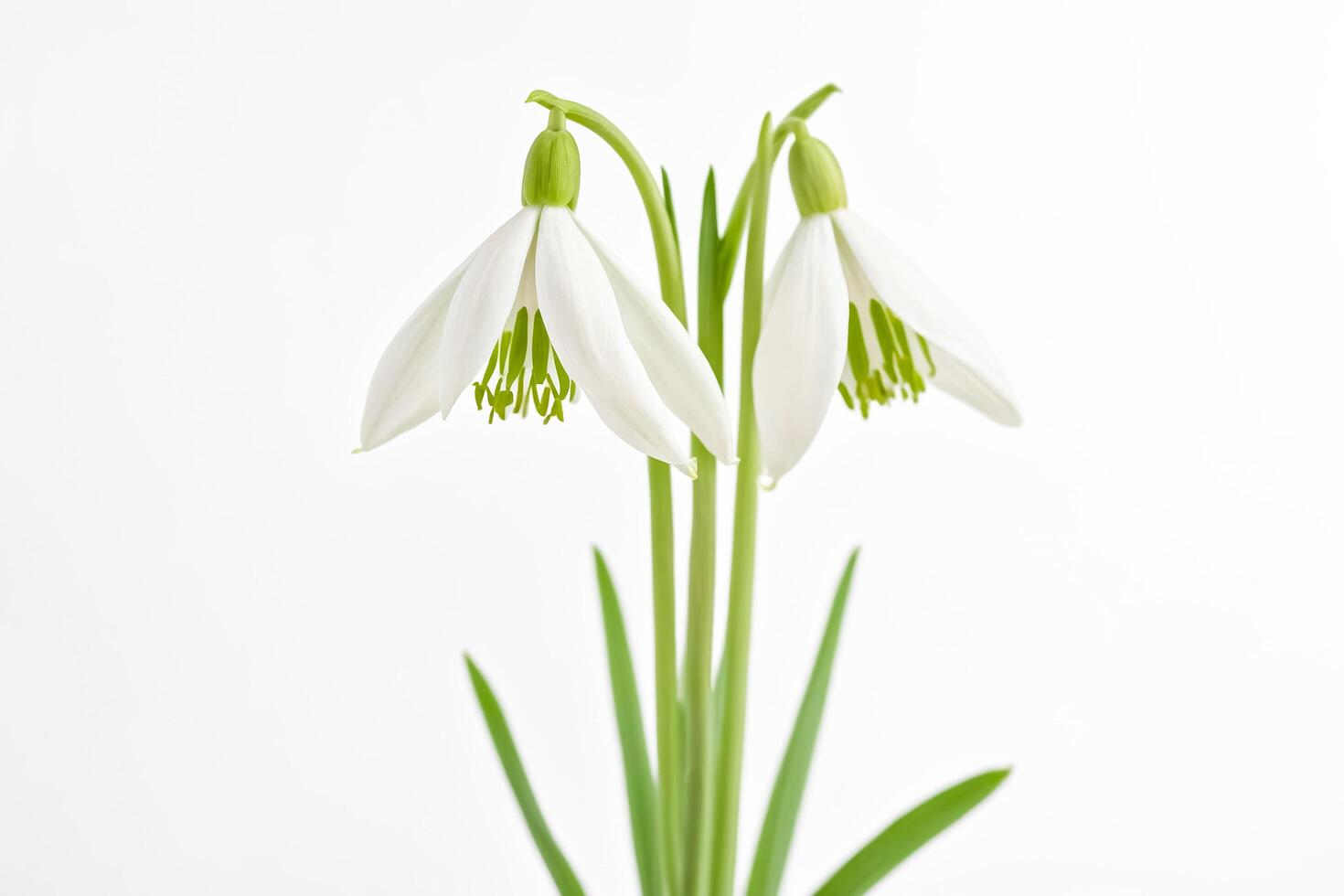 Snowdrop flowers on white background photo