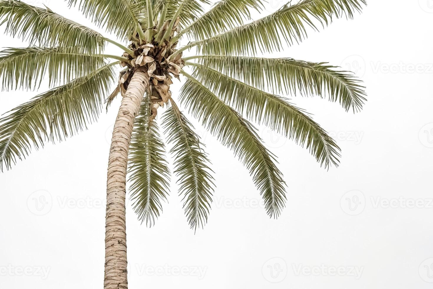 Palm Tree Branches Against White Background photo