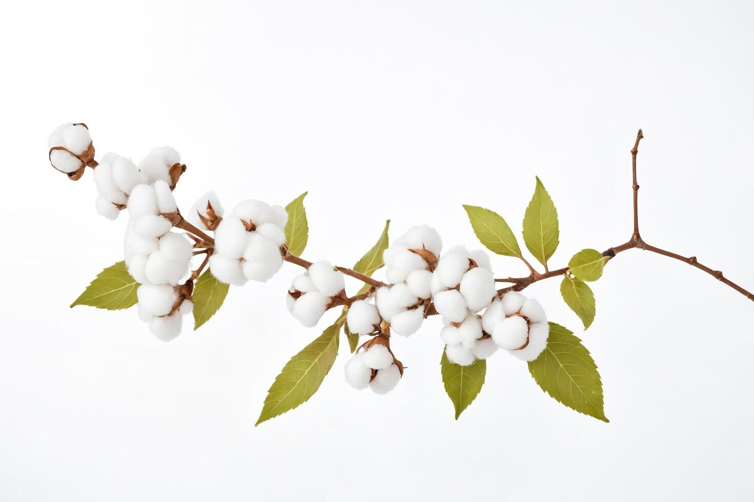 Cotton Branch with Green Leaves on White Background photo