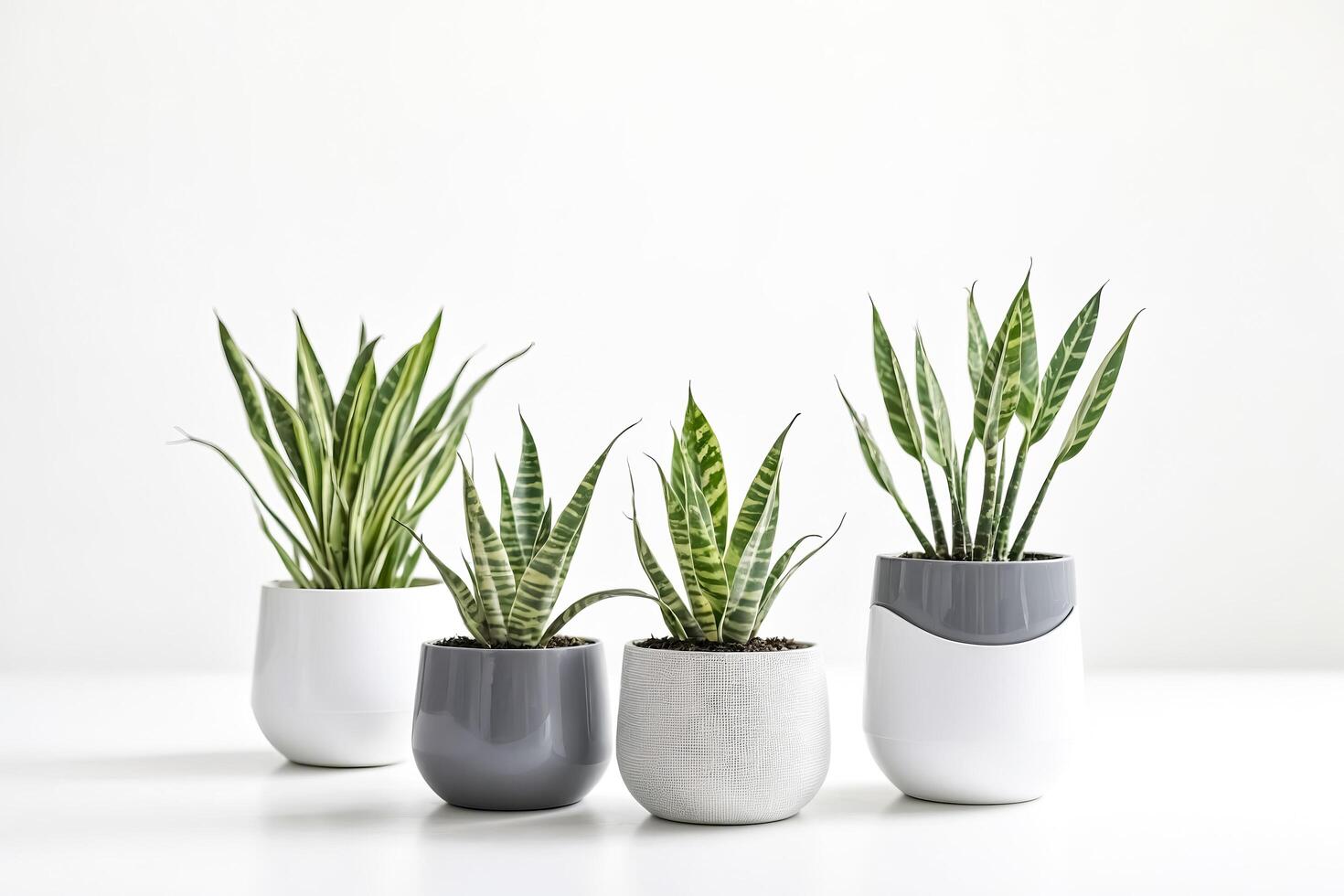 Four potted snake plants in a row on white background photo
