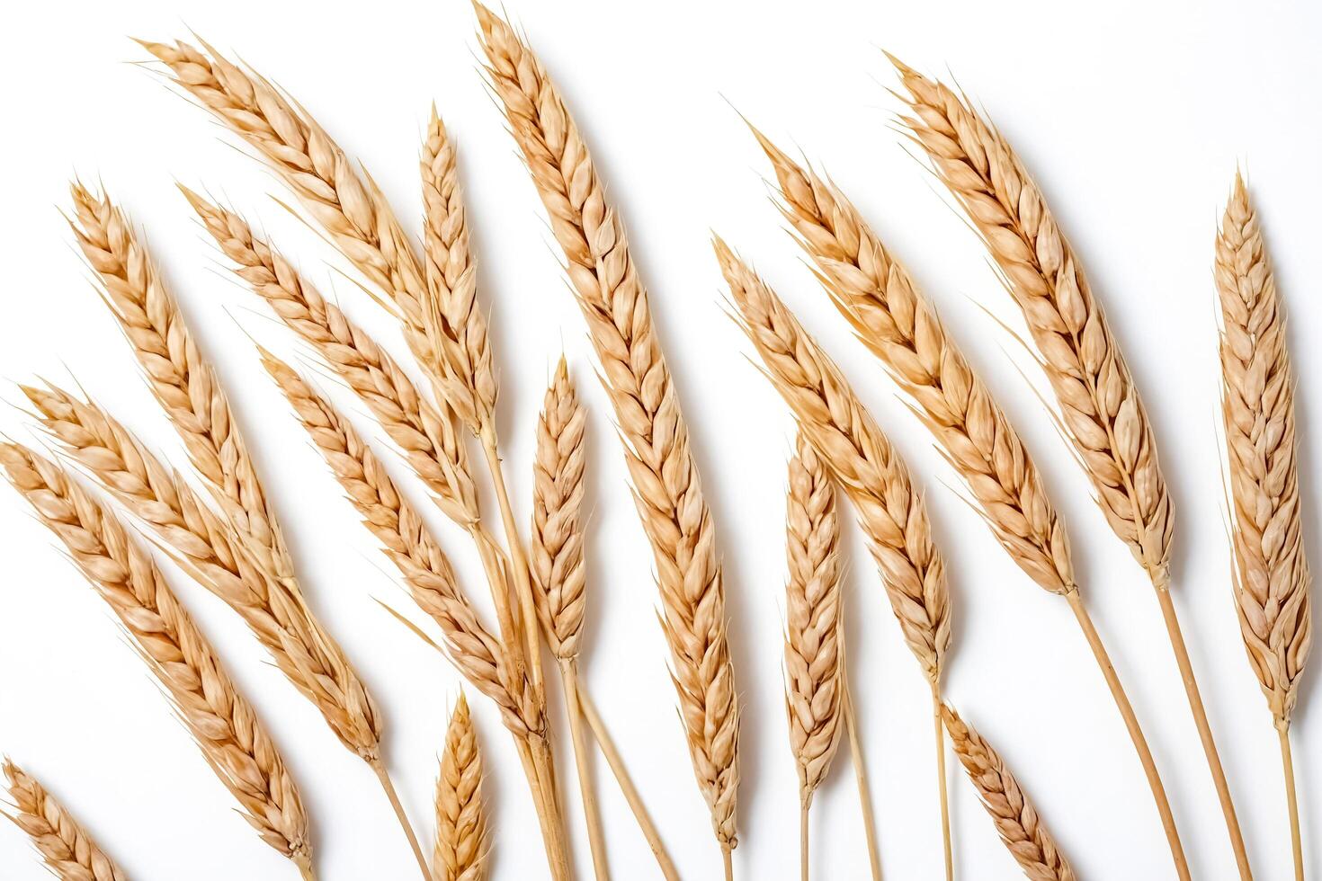 Golden Wheat Spikes on White Background photo