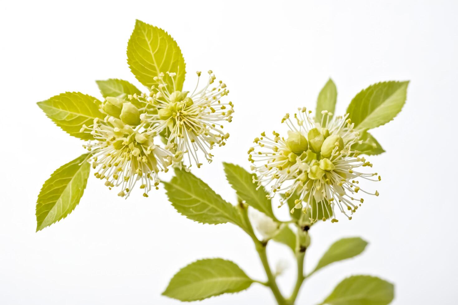Close-up of a flowering branch photo