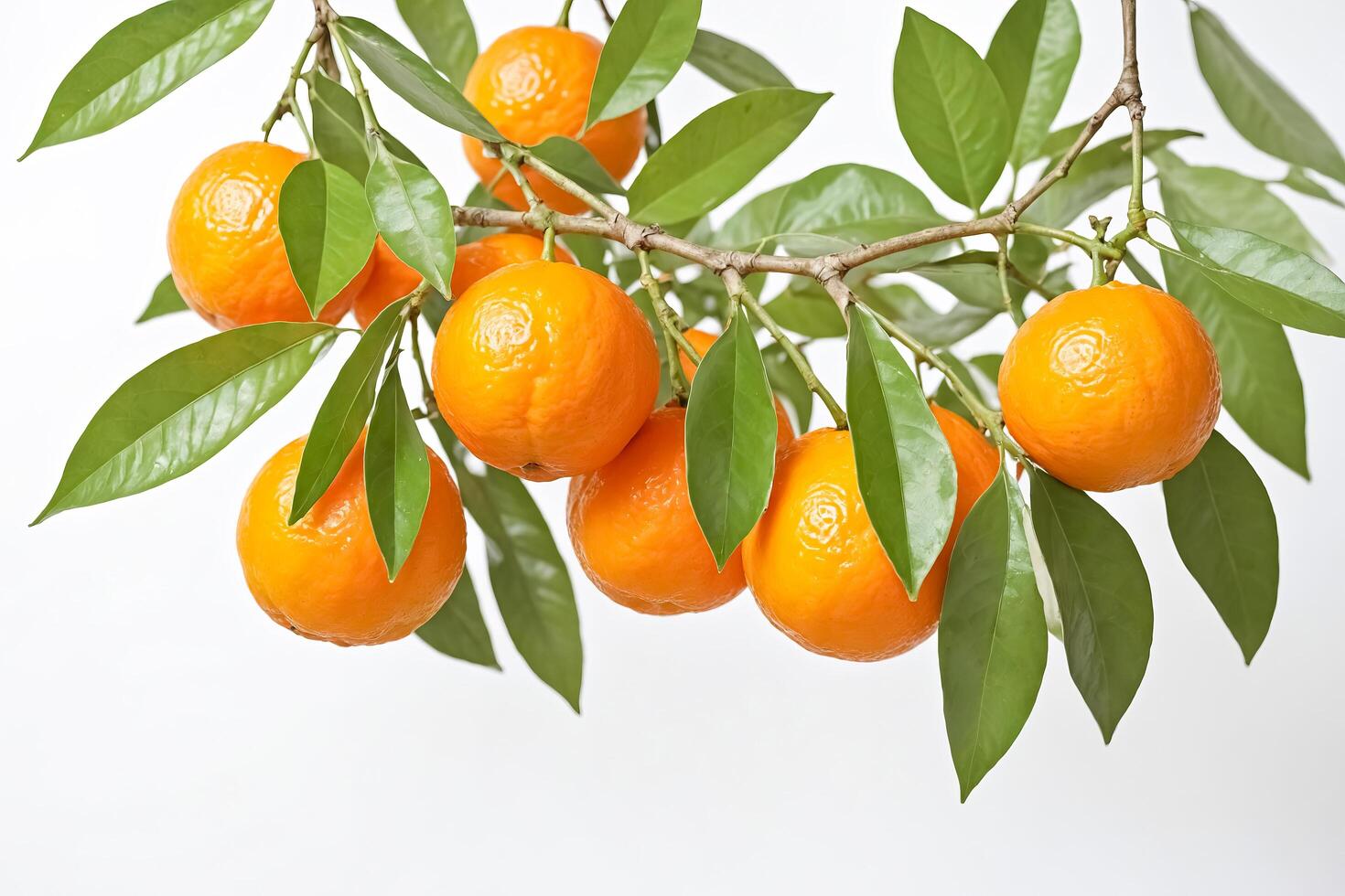 Fresh Oranges on a Branch with Green Leaves photo