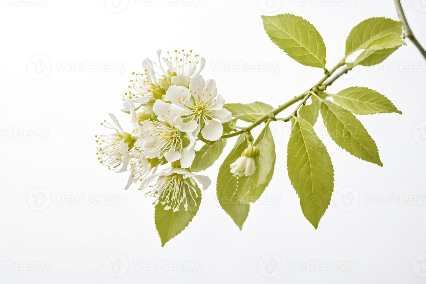 White cherry blossom flowers on a branch with green leaves on a white background photo