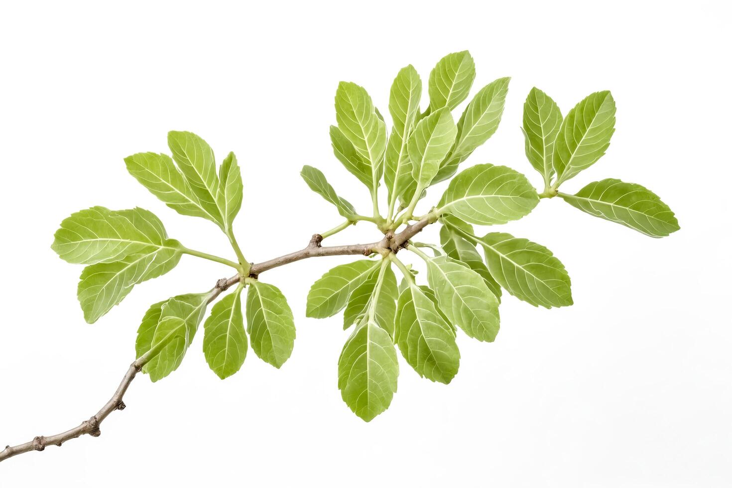 Green Branch with Leaves Isolated on White Background photo
