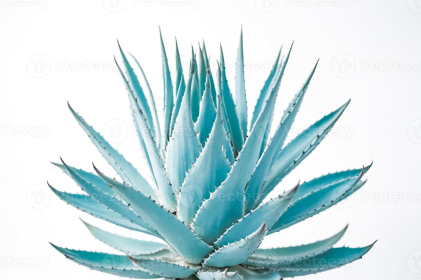 Close-up of a Blue Agave Plant photo