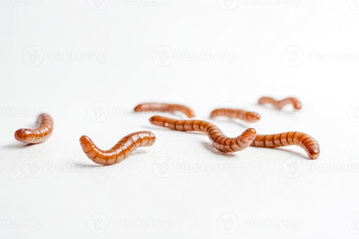 Mealworm Larvae On White Background photo