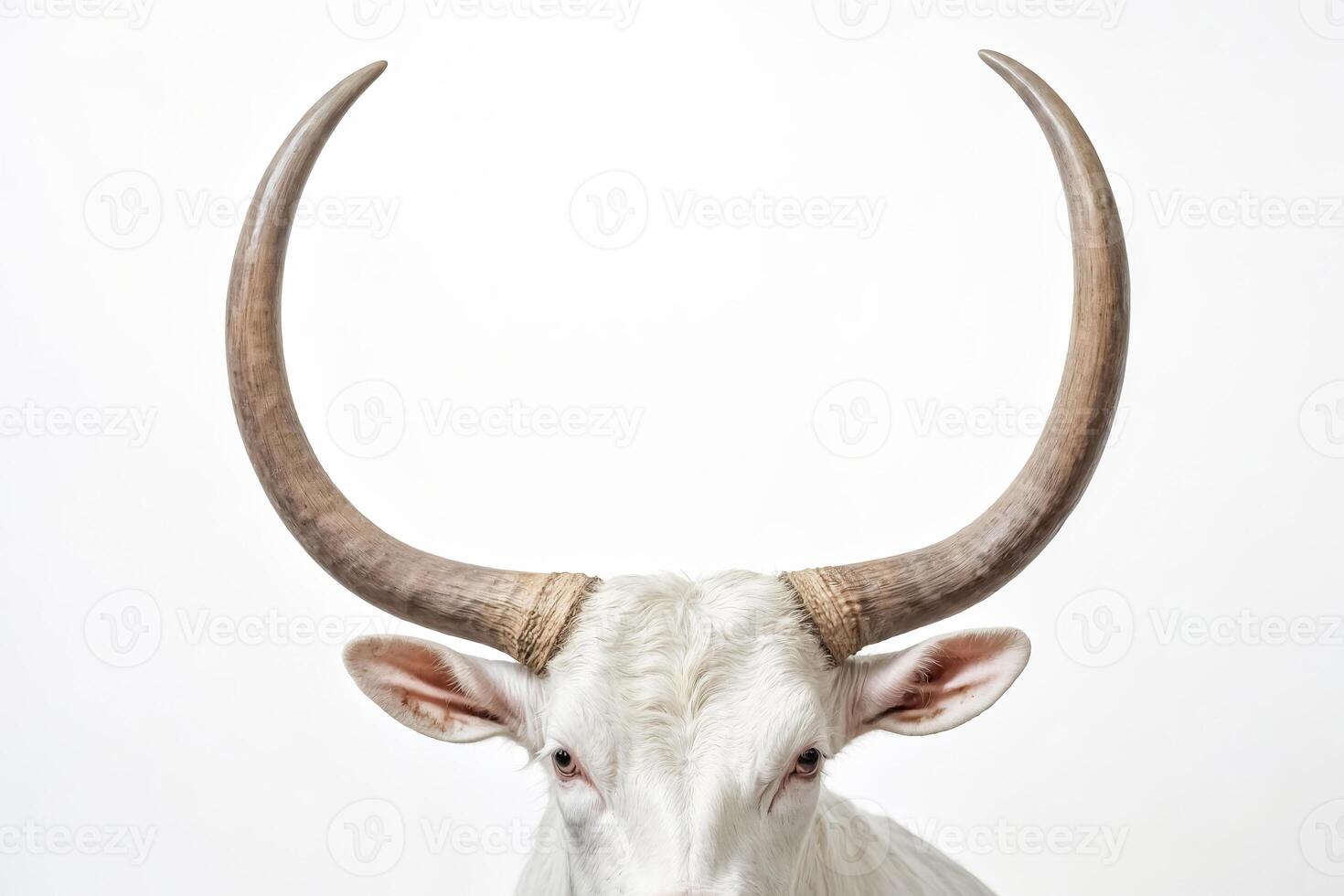 White Bull with Horns 47945764 Stock Photo at Vecteezy