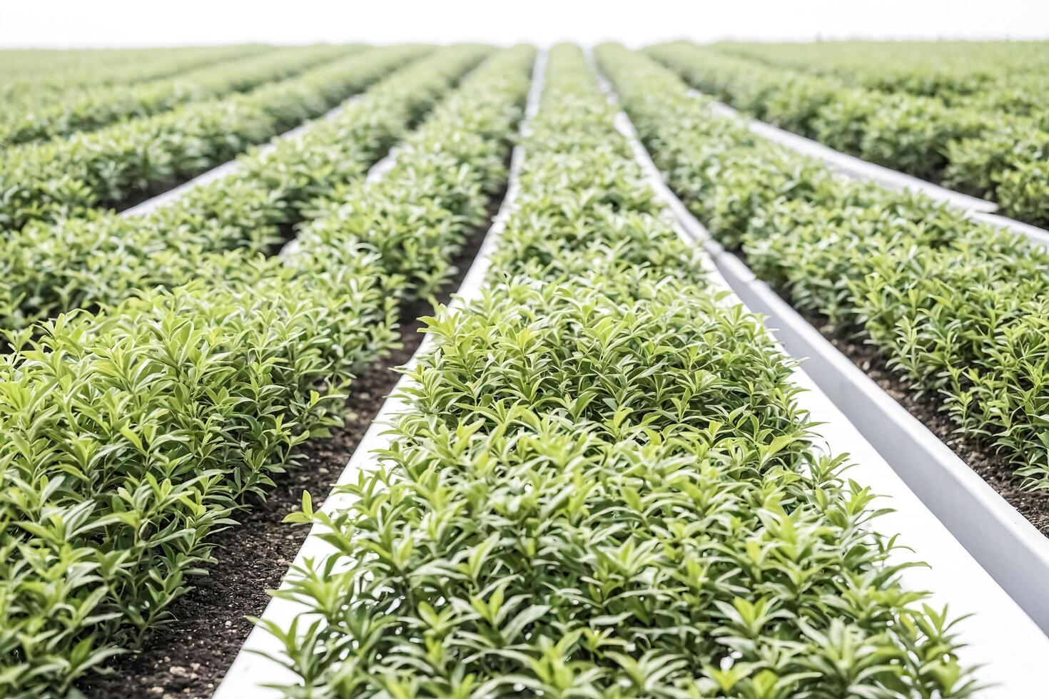 Green Rows of Plants in a Garden photo