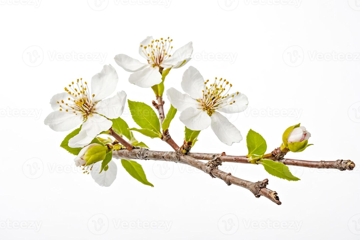 Cherry blossom branch with white flowers and green leaves isolated on white background photo