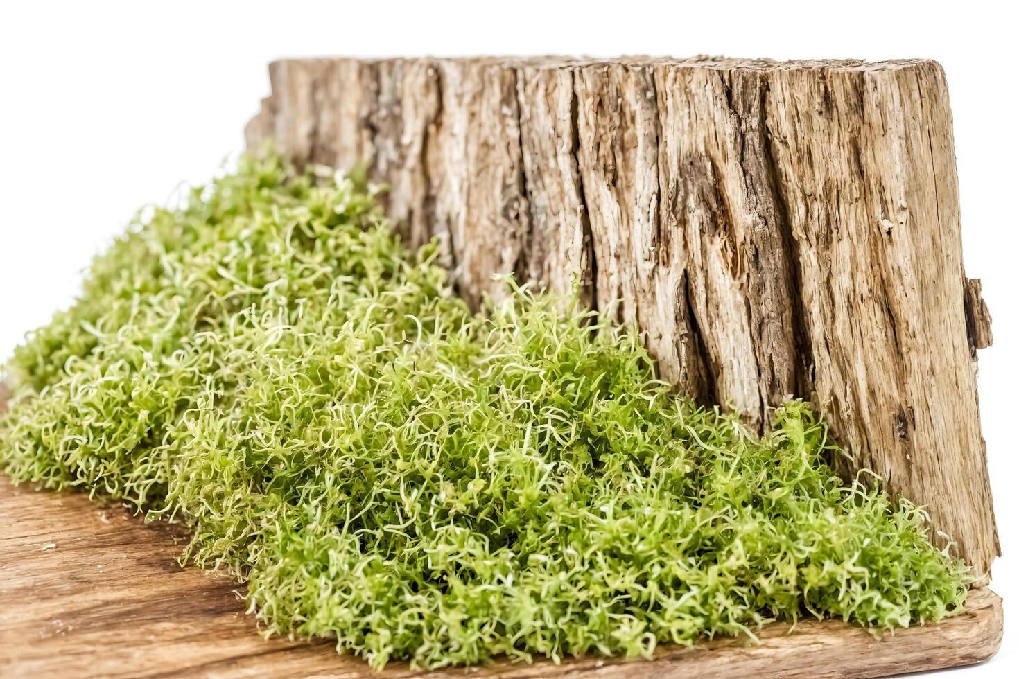 Green Moss on a Tree Trunk photo
