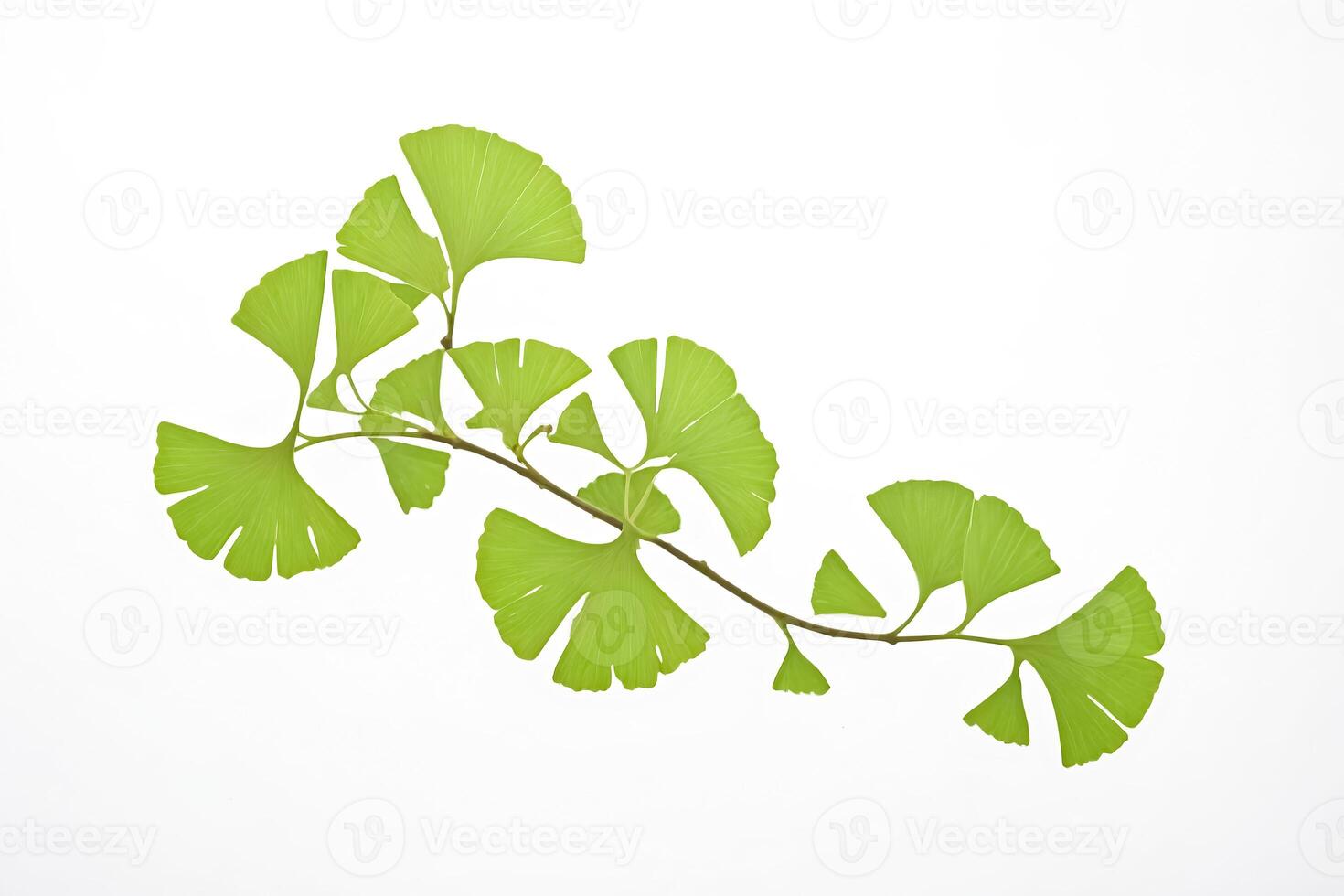 Ginkgo Biloba Leaves on White Background photo