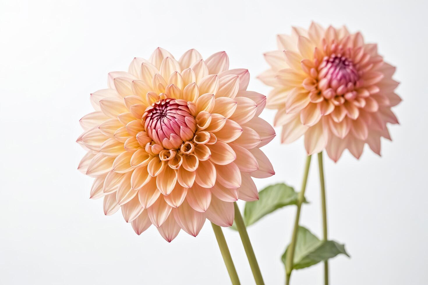 Two Peach Dahlias on White Background photo
