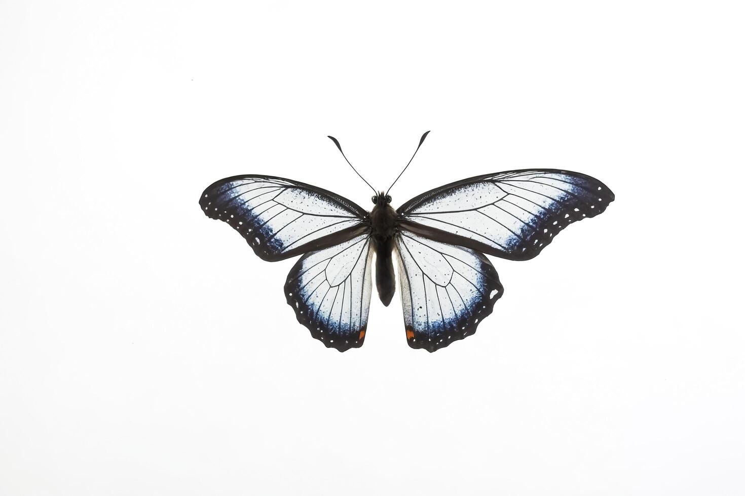 Blue and Black Butterfly on White Background photo
