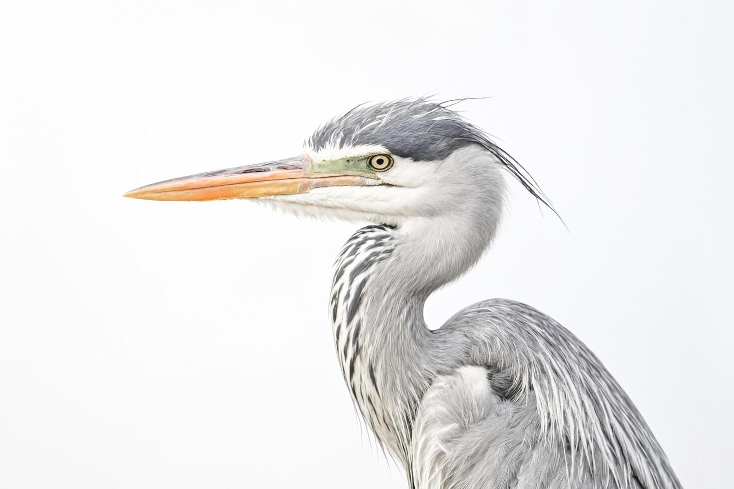 Grey Heron Portrait photo