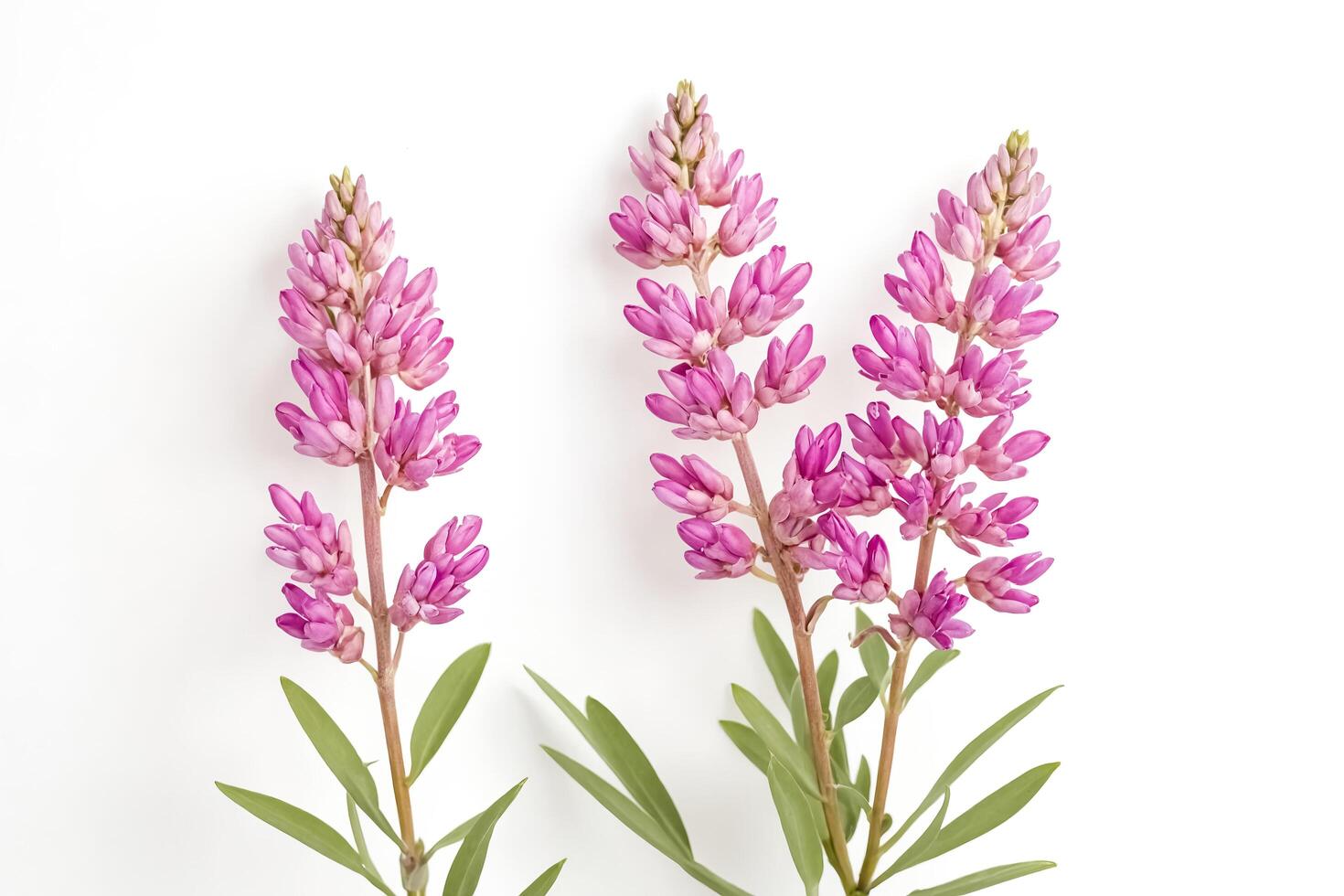 Pink Flowers on White Background photo