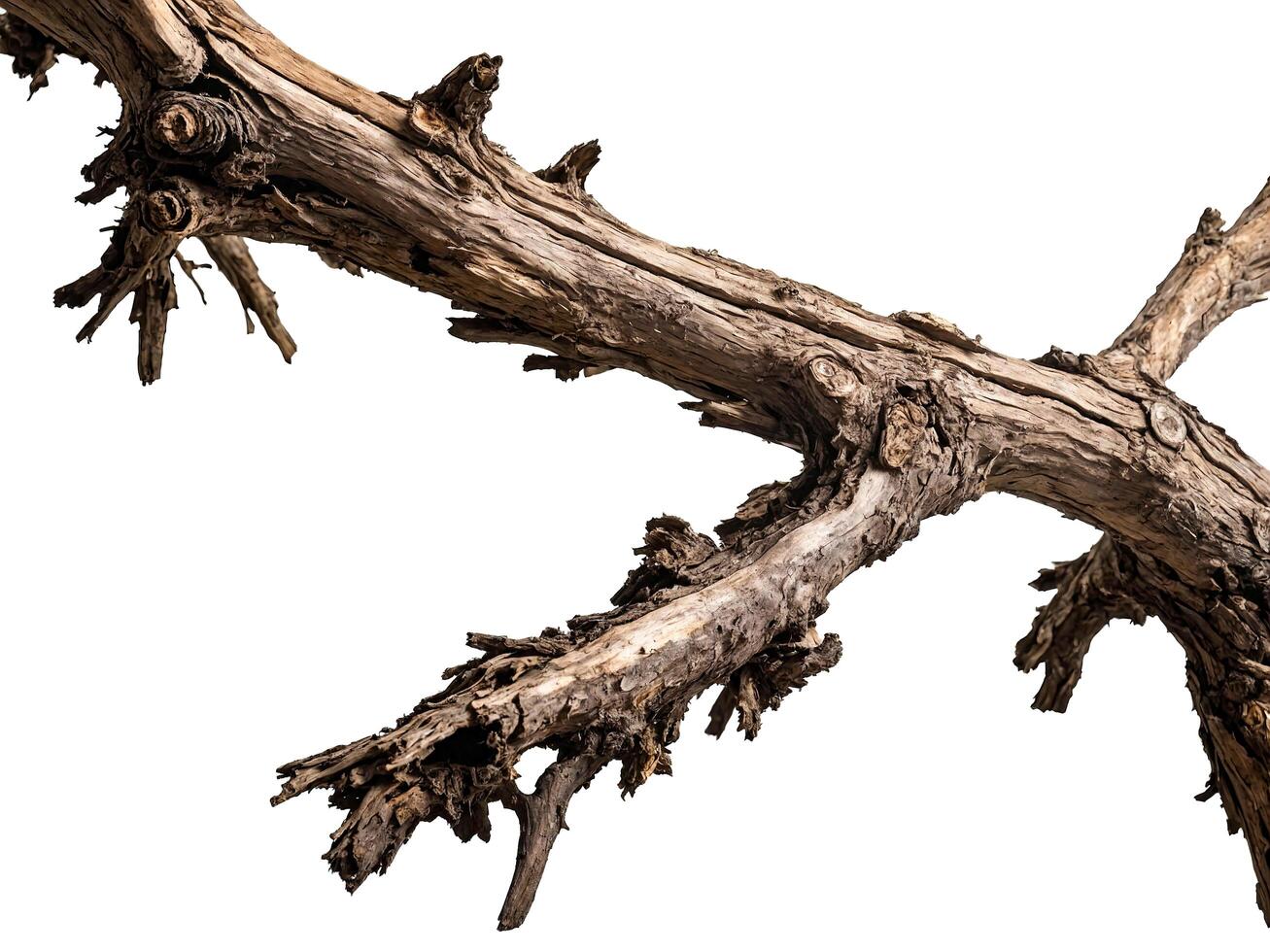 Twisted Branch Isolated on White photo