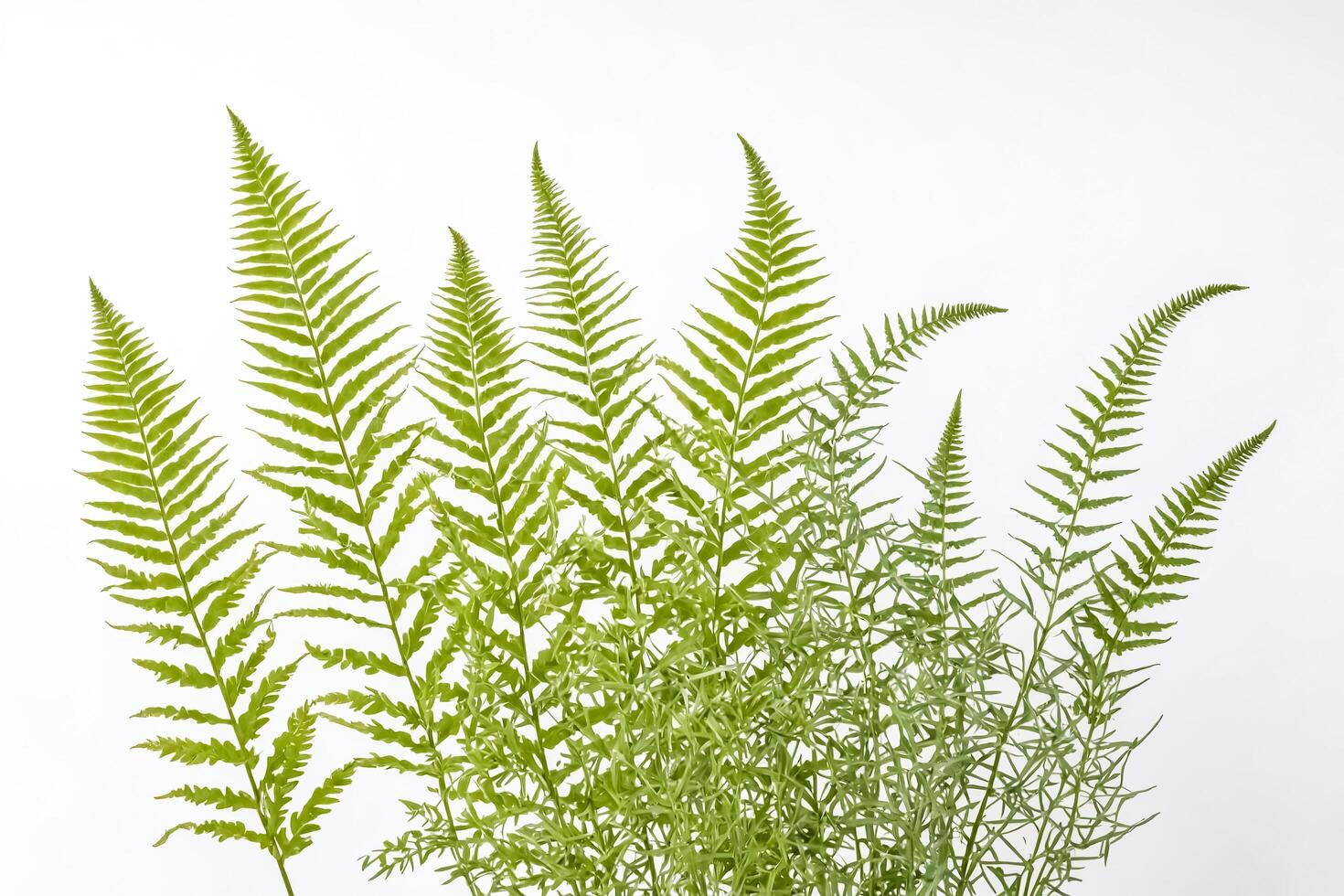 Green Ferns on White Background photo