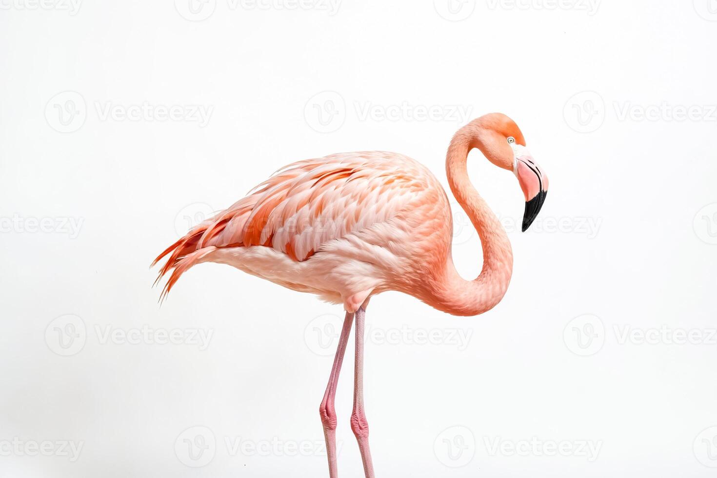 Pink Flamingo Standing on One Leg photo