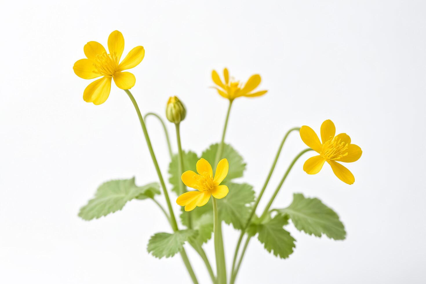Yellow flower with green leaves against white background photo