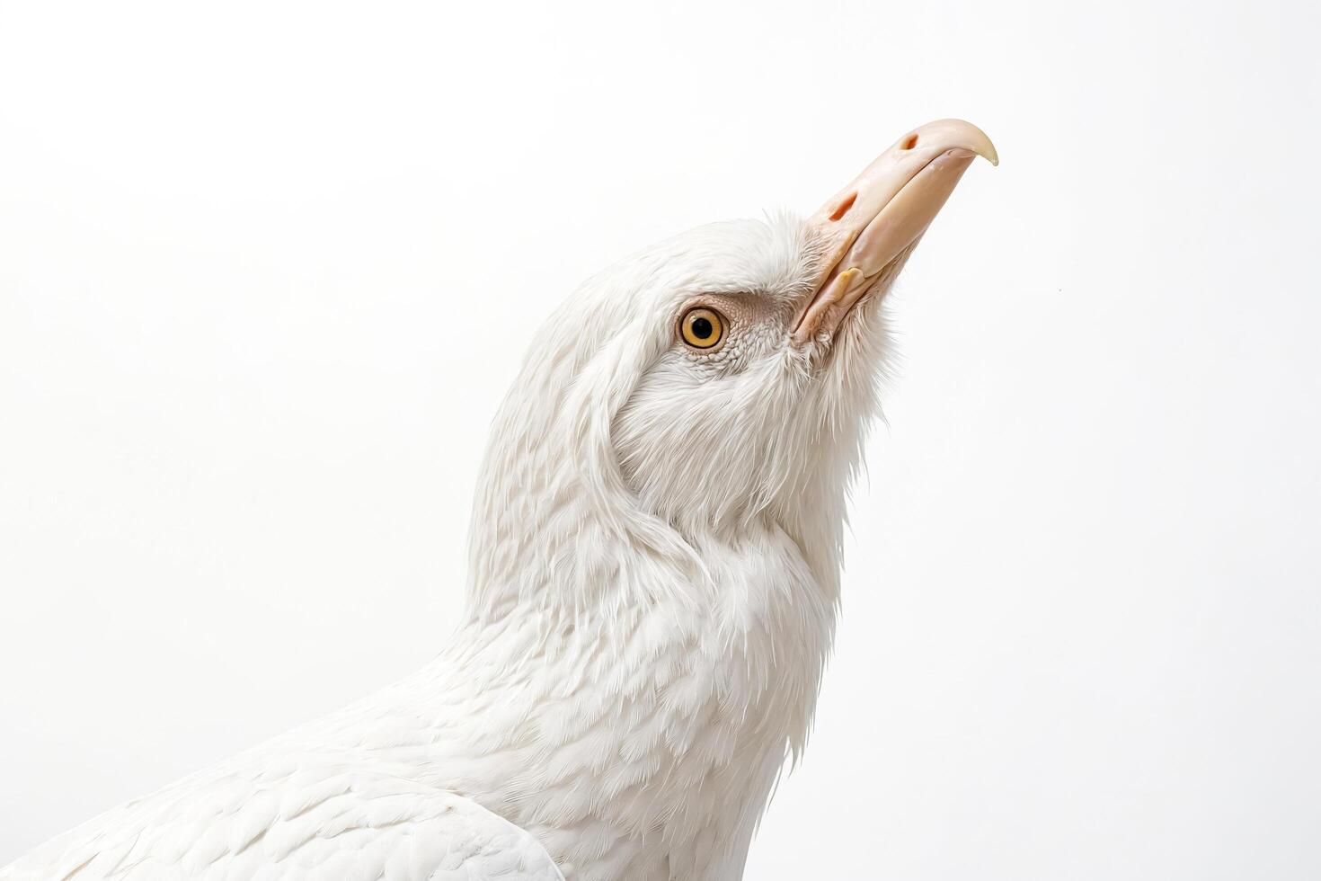 White Bird Portrait photo