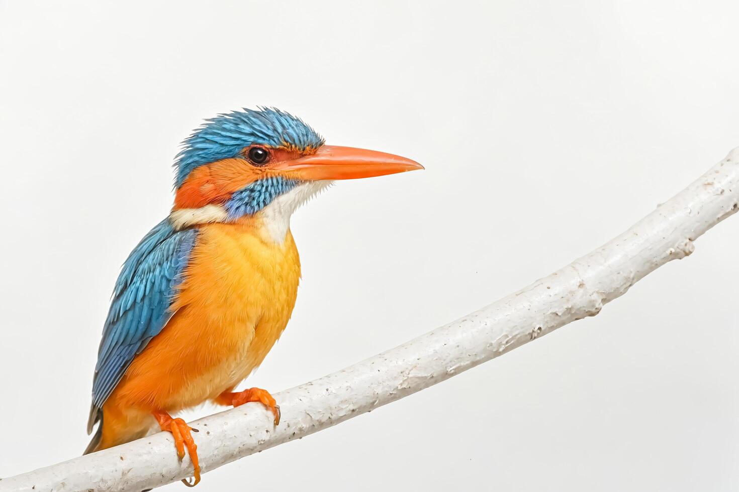 Colorful Kingfisher Perched on a Branch photo