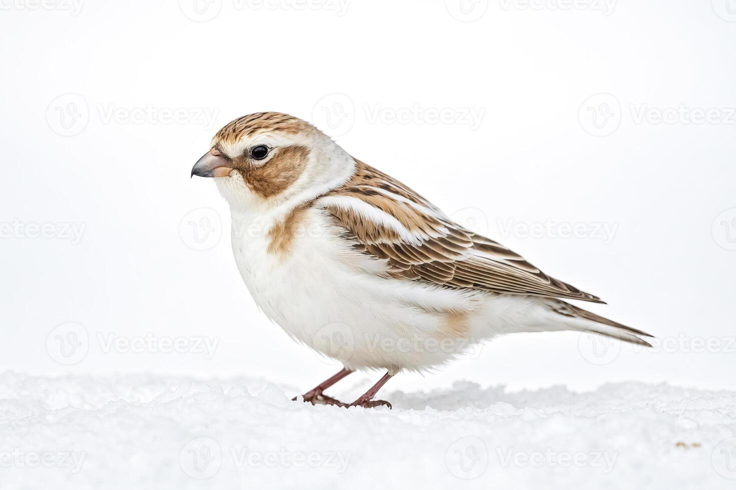 Snow Bunting in the Winter photo