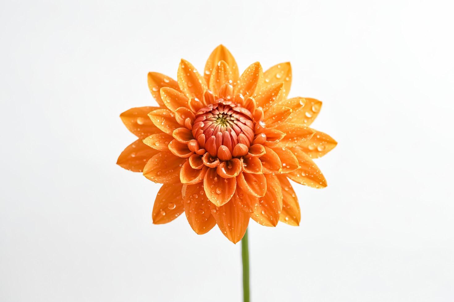 Single Orange Dahlia with Water Droplets photo