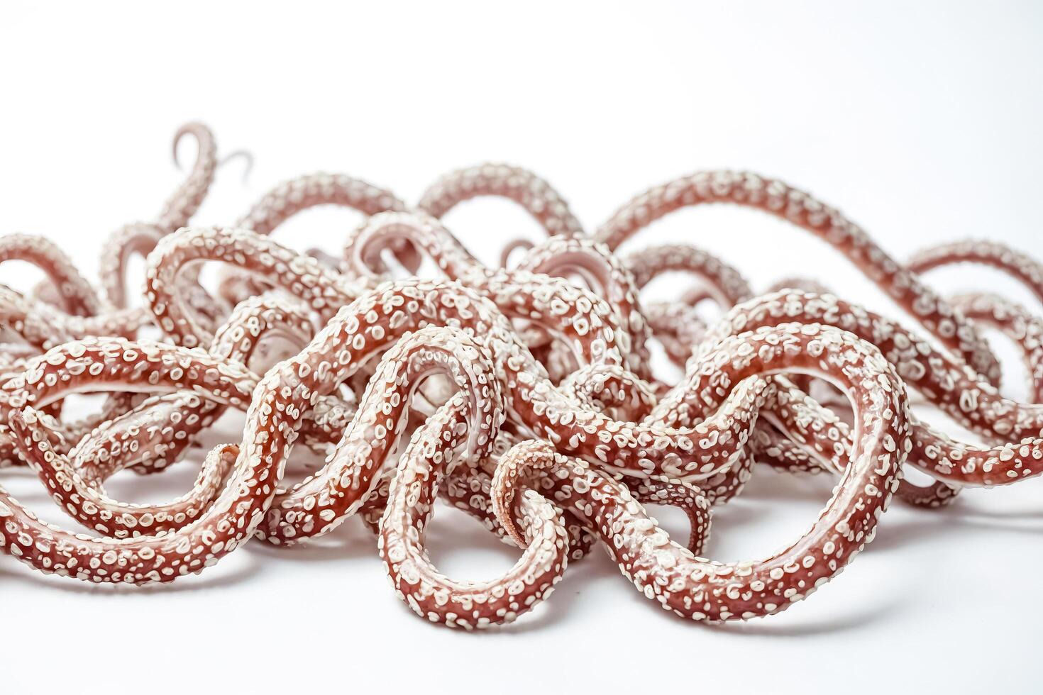 Close-up of Octopus Tentacles photo