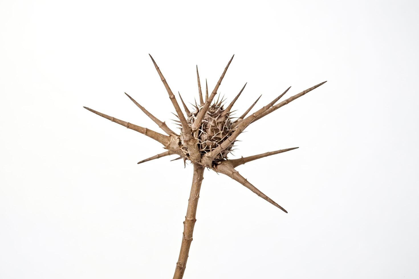 Dried Thistle with Thorns on White Background photo