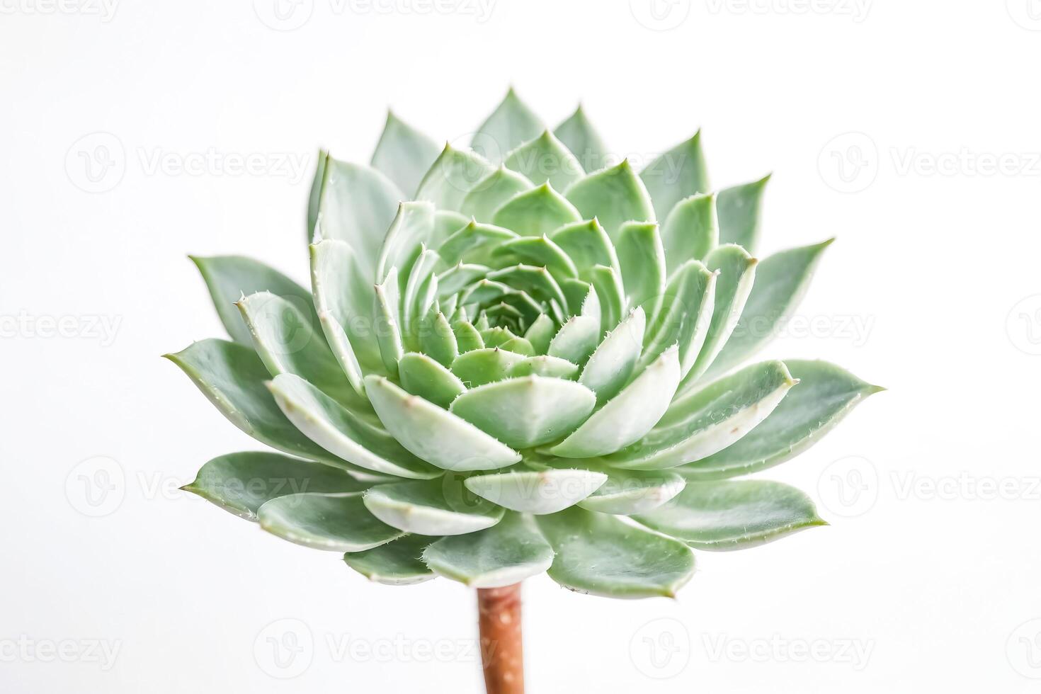 Close-up of a Succulent Plant photo