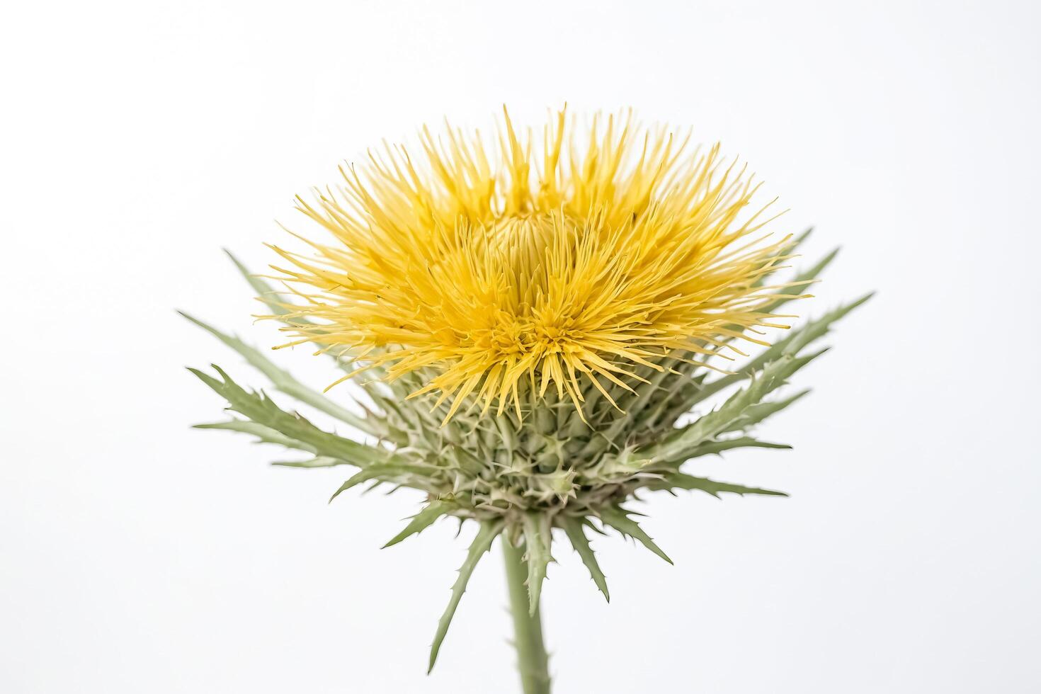 Yellow thistle flower on white background photo