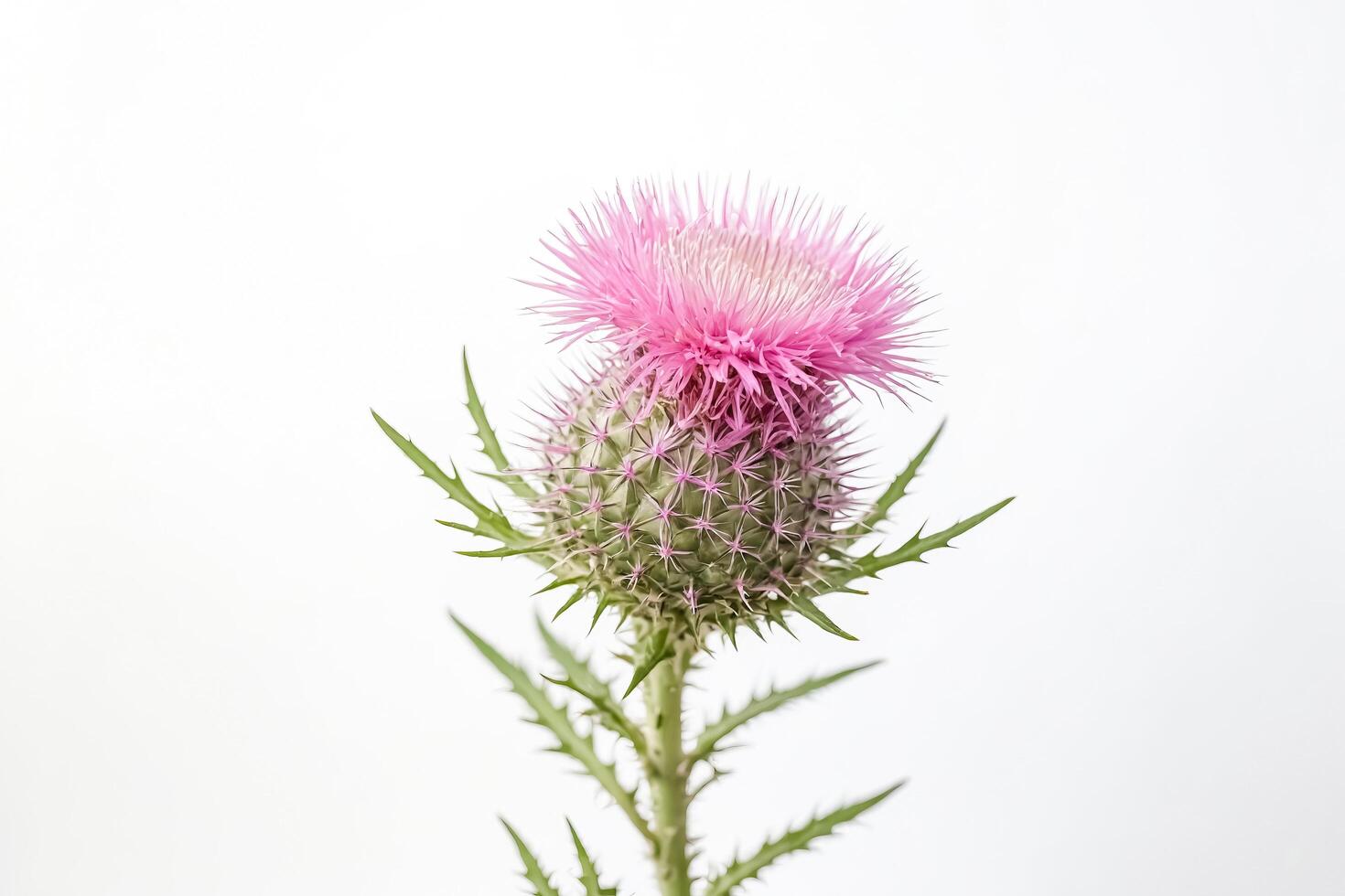 Pink Thistle Flower on White Background photo