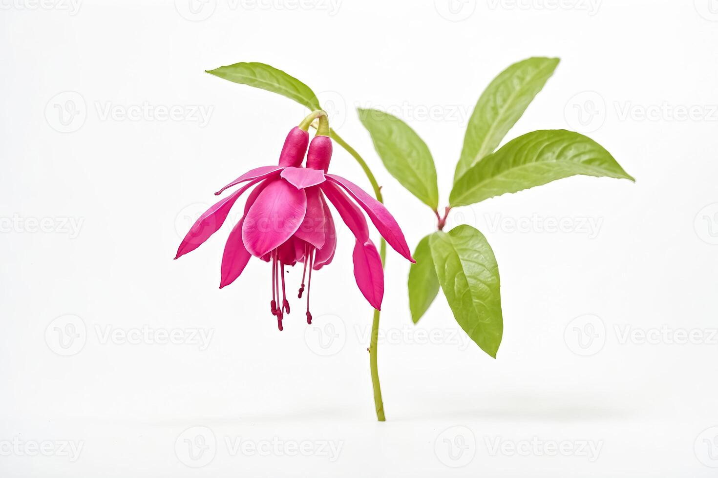 Pink Fuchsia Flower with Green Leaves on White Background photo