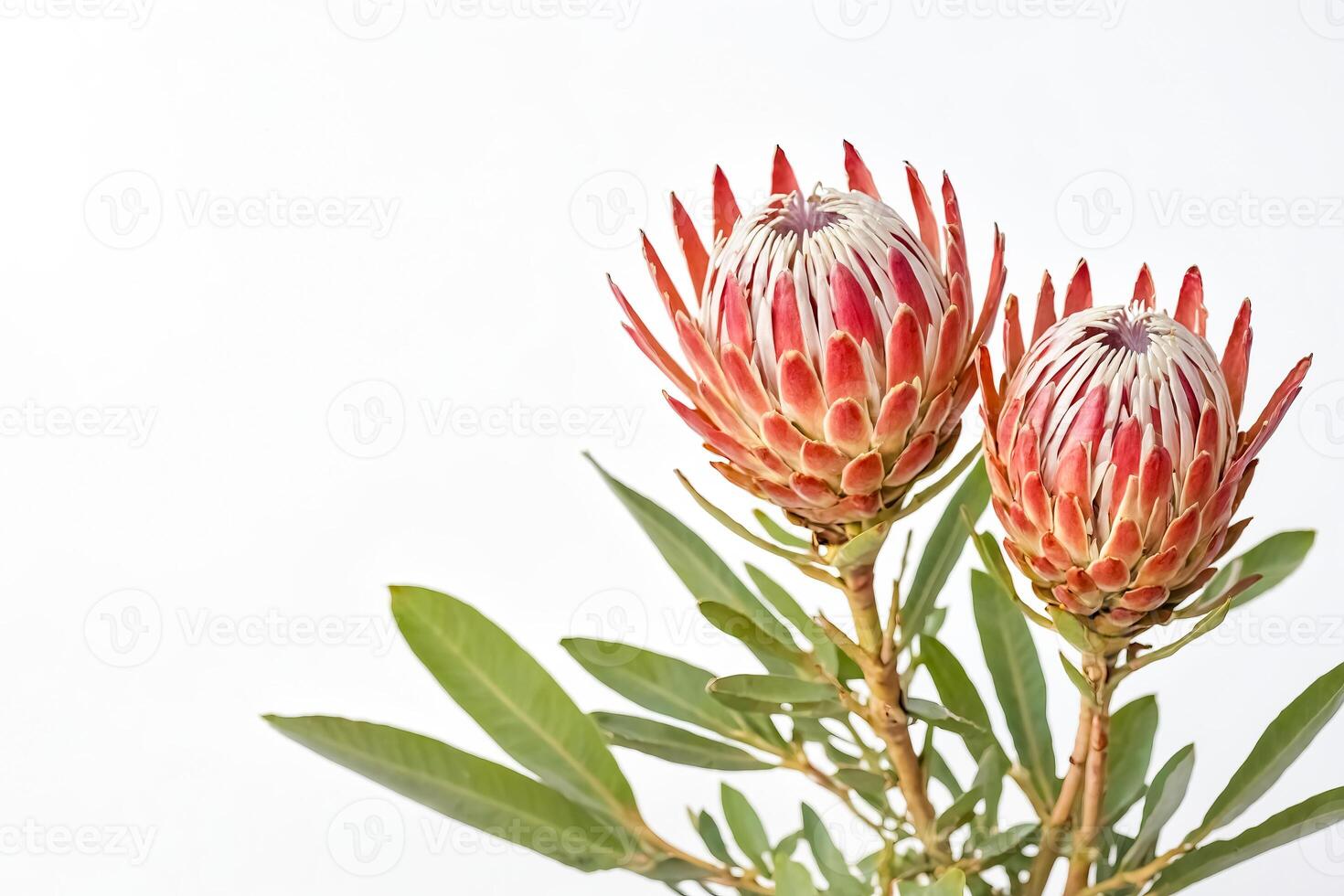 Two Pink Proteas with Green Leaves on White Background photo