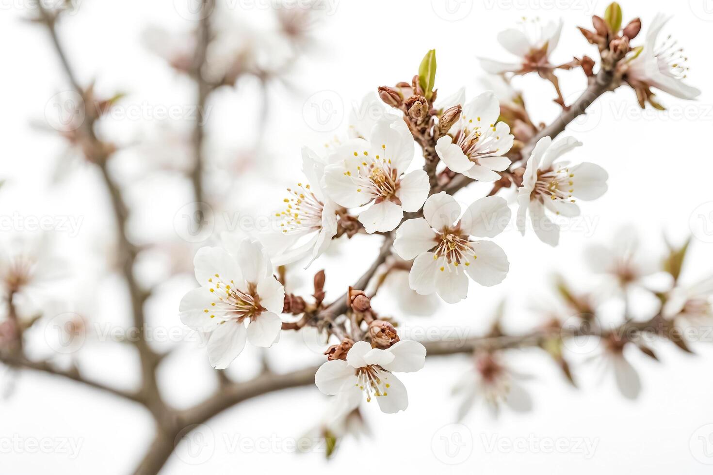 Close-Up of Delicate White Blossoms on a Branch photo