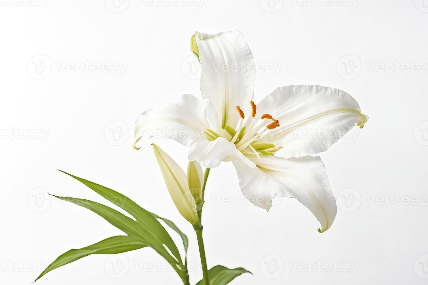 White Lily Flower on White Background photo