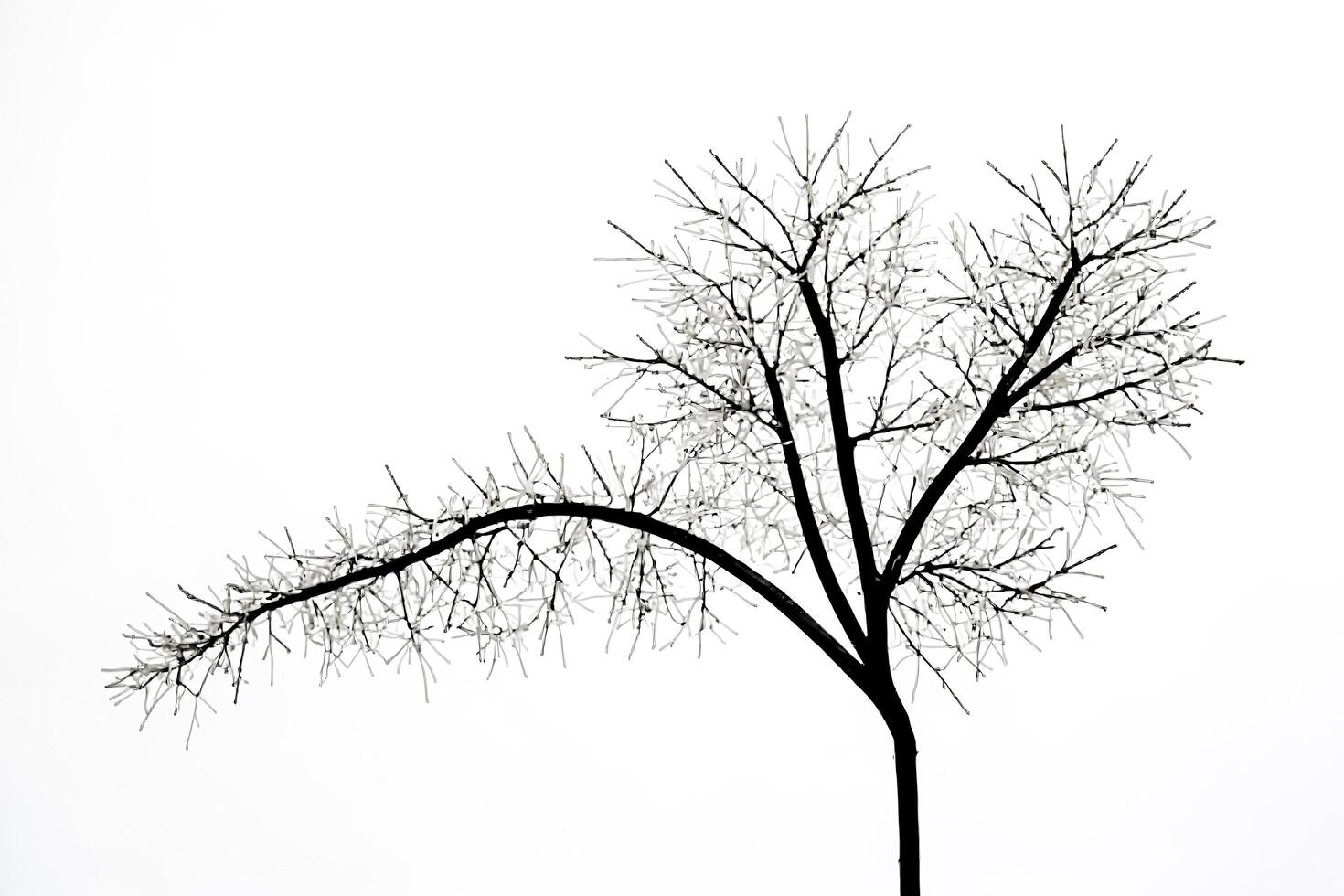 Silhouette of a bare tree with branches reaching up photo