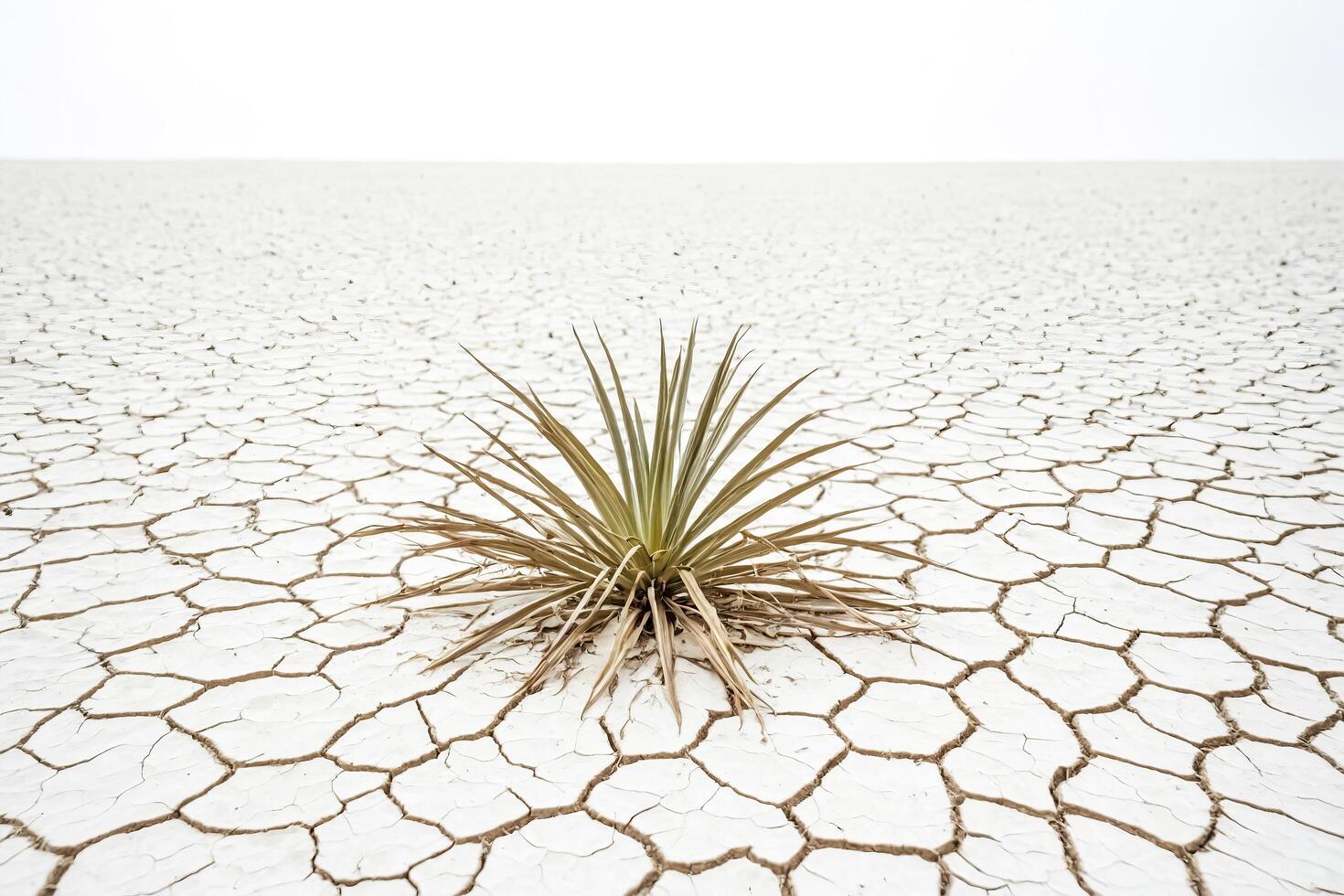 A Single Plant Survives in a Cracked Desert Landscape photo
