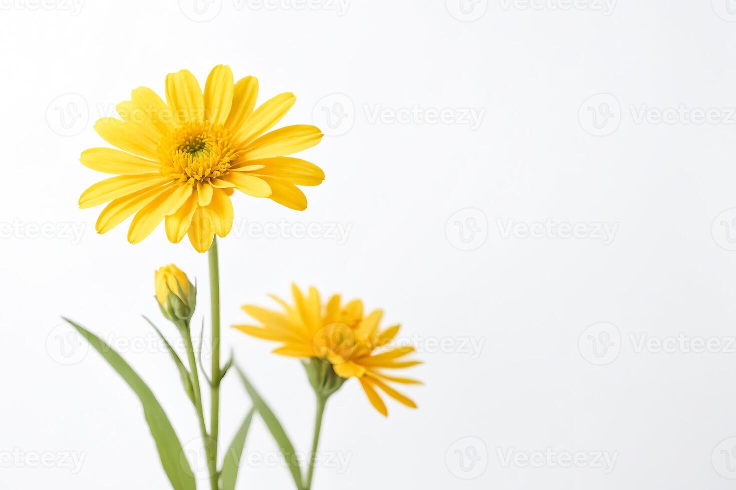 Yellow Flower on White Background photo